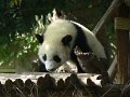 Pandas (038)
